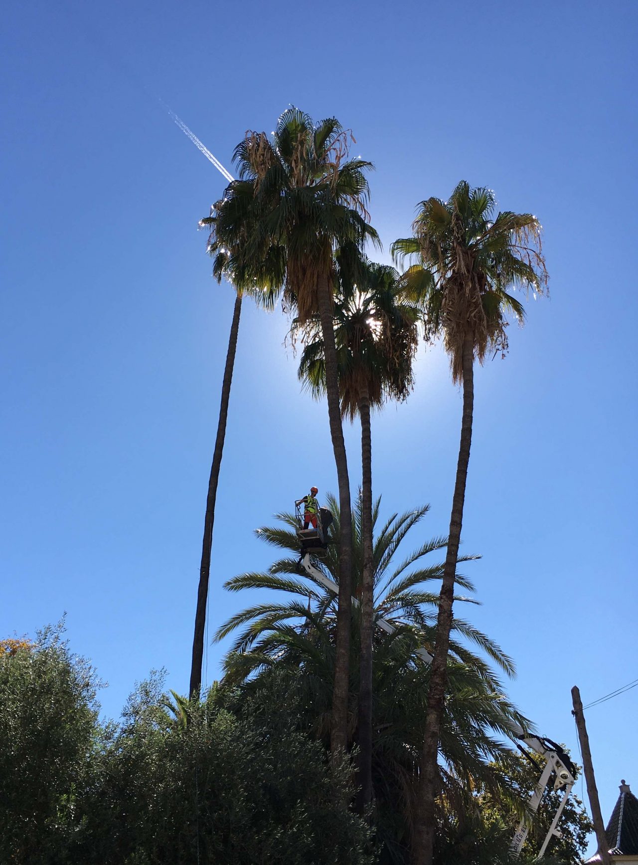 PODADORES EN VALENCIA CERTHIA ARBORICULTURA